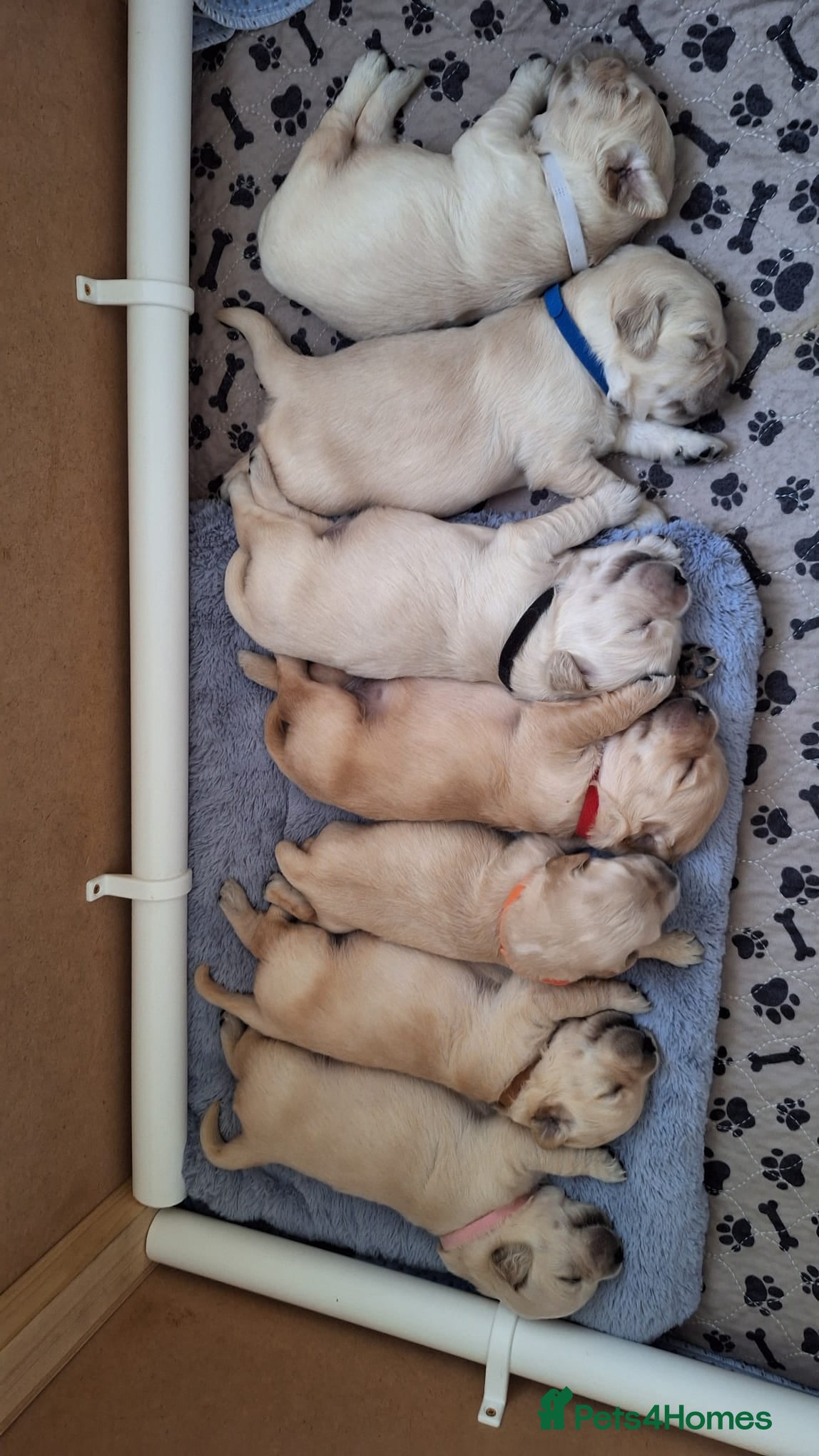 Golden Retriever dogs European bloodline GR puppies  - Advert 10