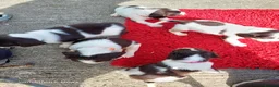 English Springer Spaniel dogs for sale: 3 Springer Boys available  - Advert 18