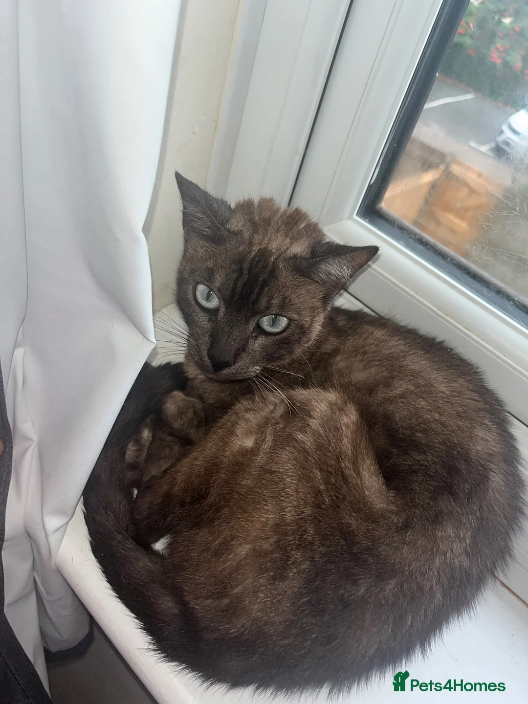 Bengal cats for sale: Bengal female  - Advert 2