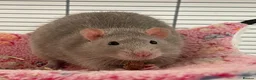 Rat rodents for sale: 5 lovely Rats  - Advert 1