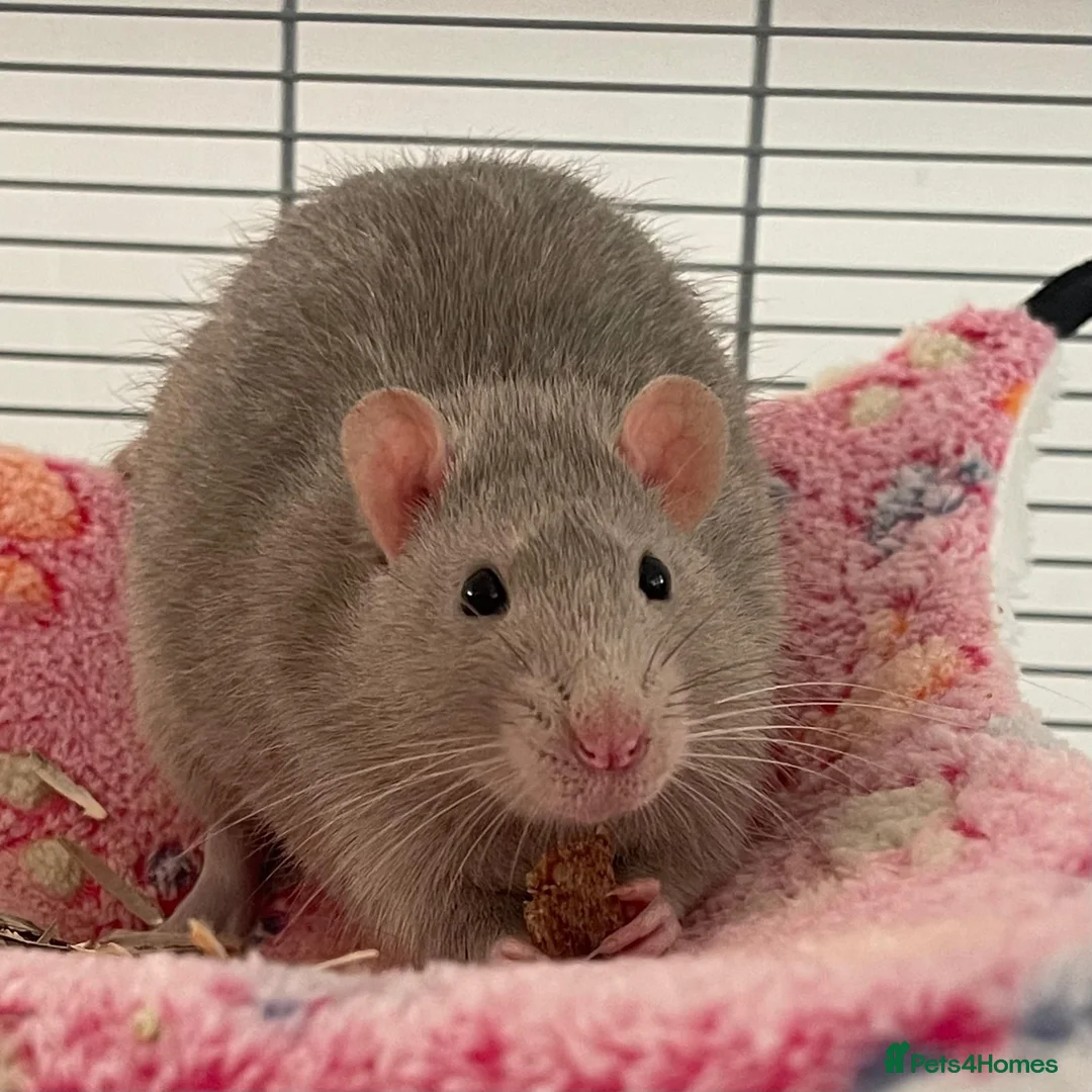 Rat rodents for sale: 5 lovely Rats  - Advert 1