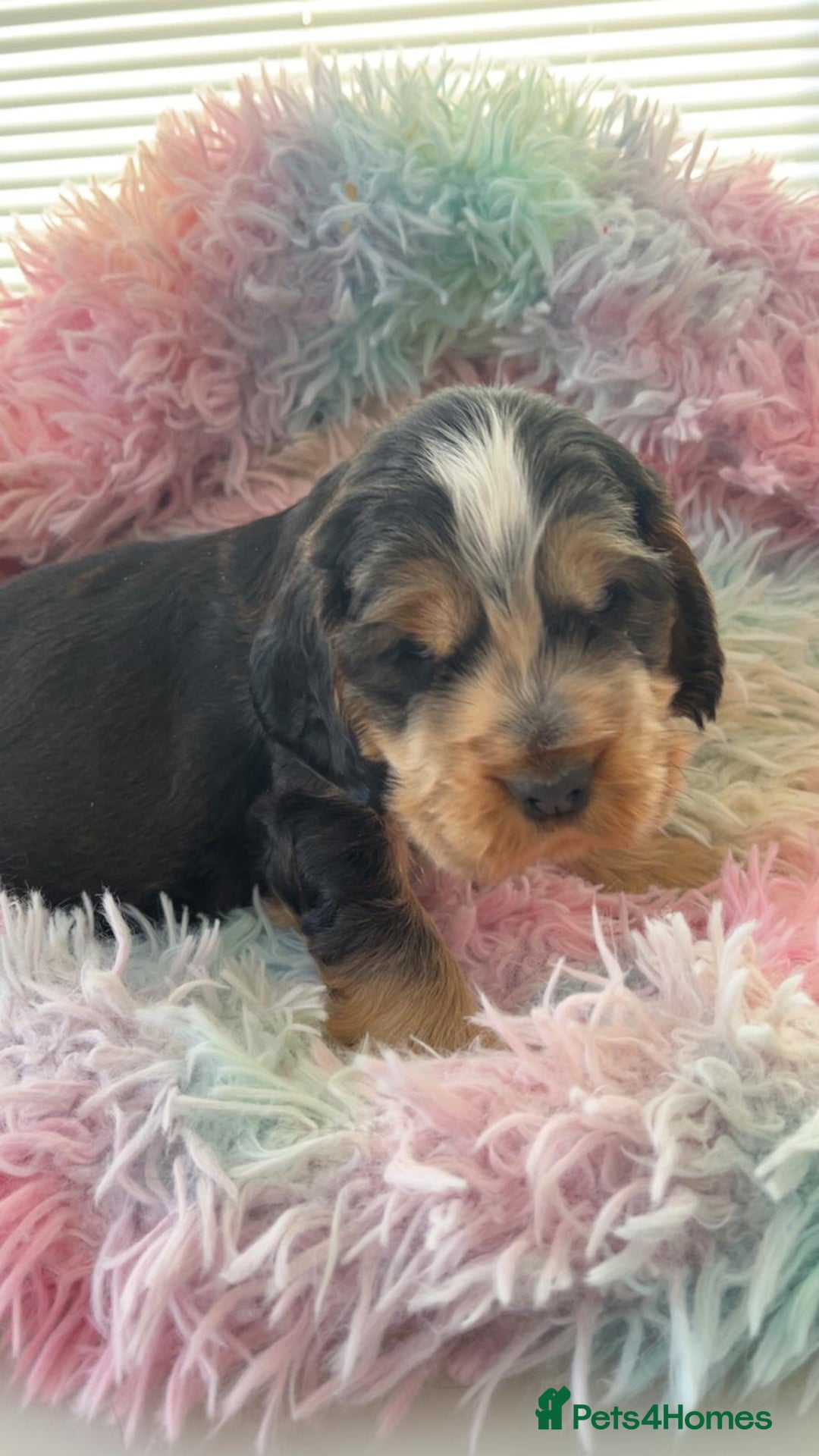 Cocker Spaniel dogs for sale: Champion Bloodlines KC Reg Show Cocker Spaniels - Advert 5