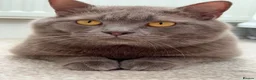 British Shorthair cats for sale: Bear, fawn/lilac Male British Shorthair  - Advert 3
