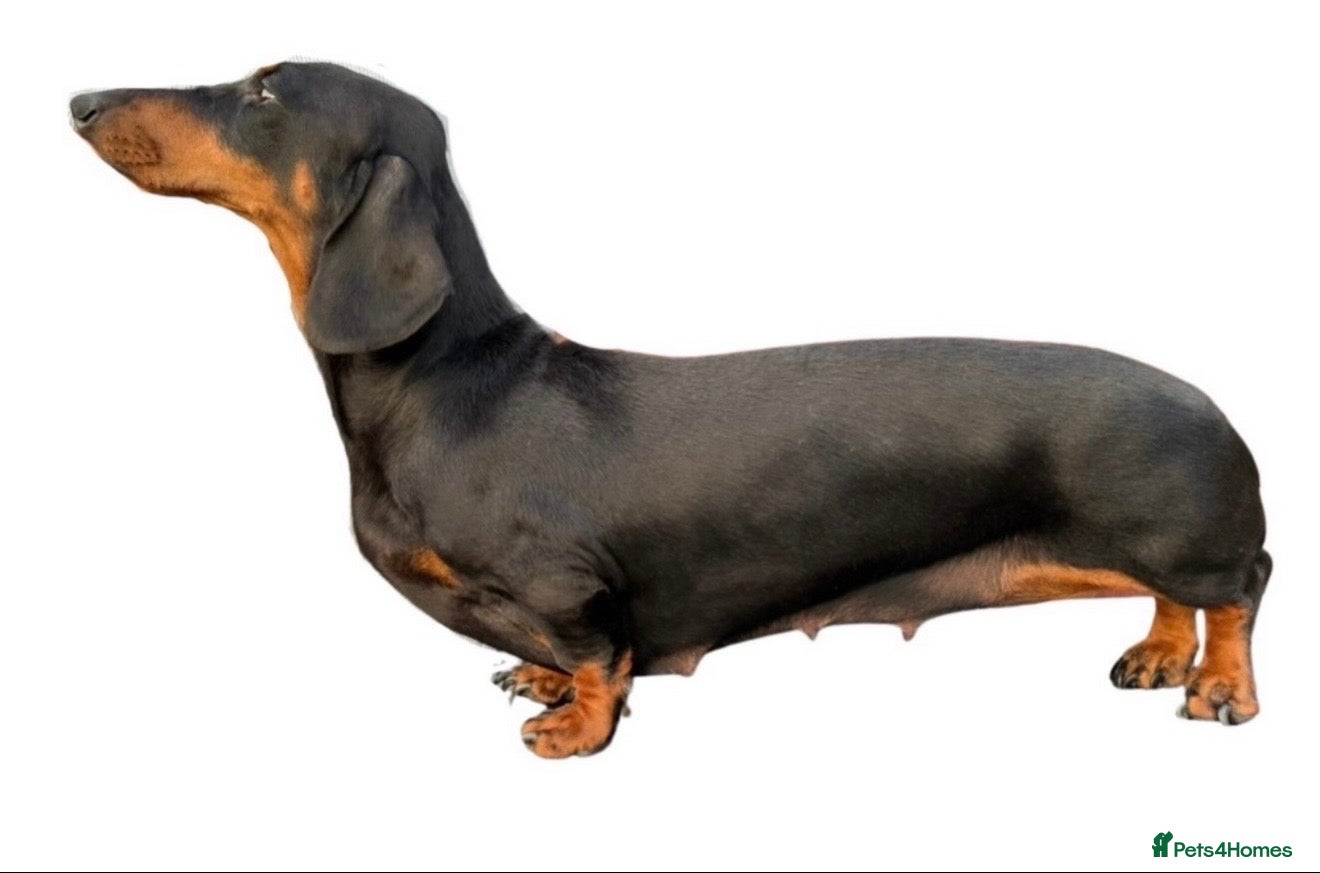 Dachshund dogs Dachshund bitch for sale  - Advert 1