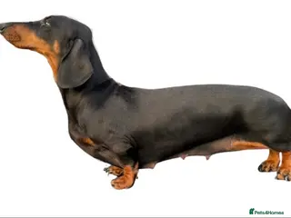 Dachshund dogs Dachshund bitch for sale - Advert 1