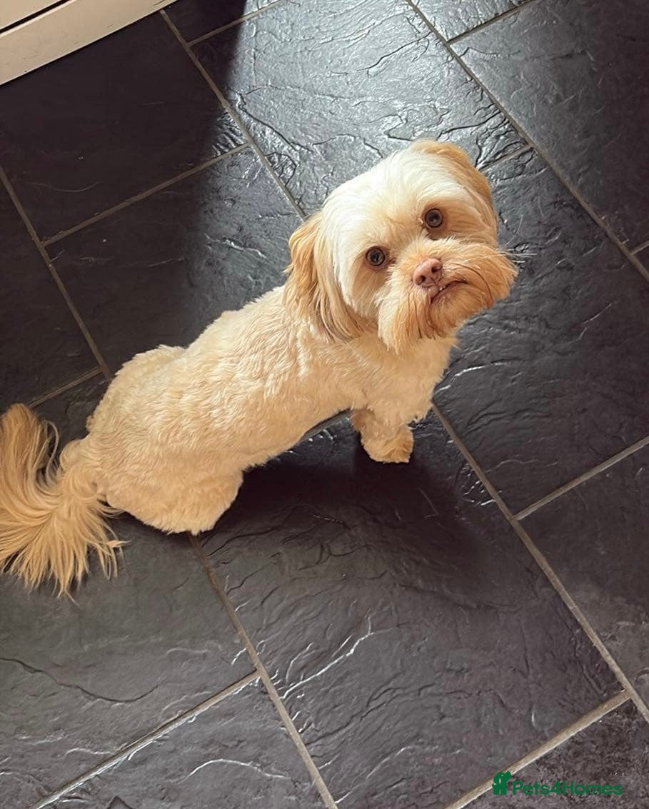 Shih Tzu dogs Shitzu cross  available for stud  - Advert 1