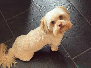 Shih Tzu dogs - Advert 7