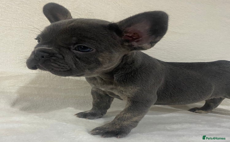 French Bulldog dogs French Bulldog Puppies ready on 13/11/25 - Advert 2