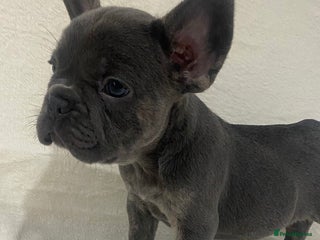 French Bulldog dogs French Bulldog Puppies ready on 13/11/25 - Advert 13