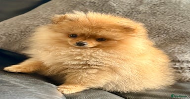 Pomeranian dogs - Advert 12