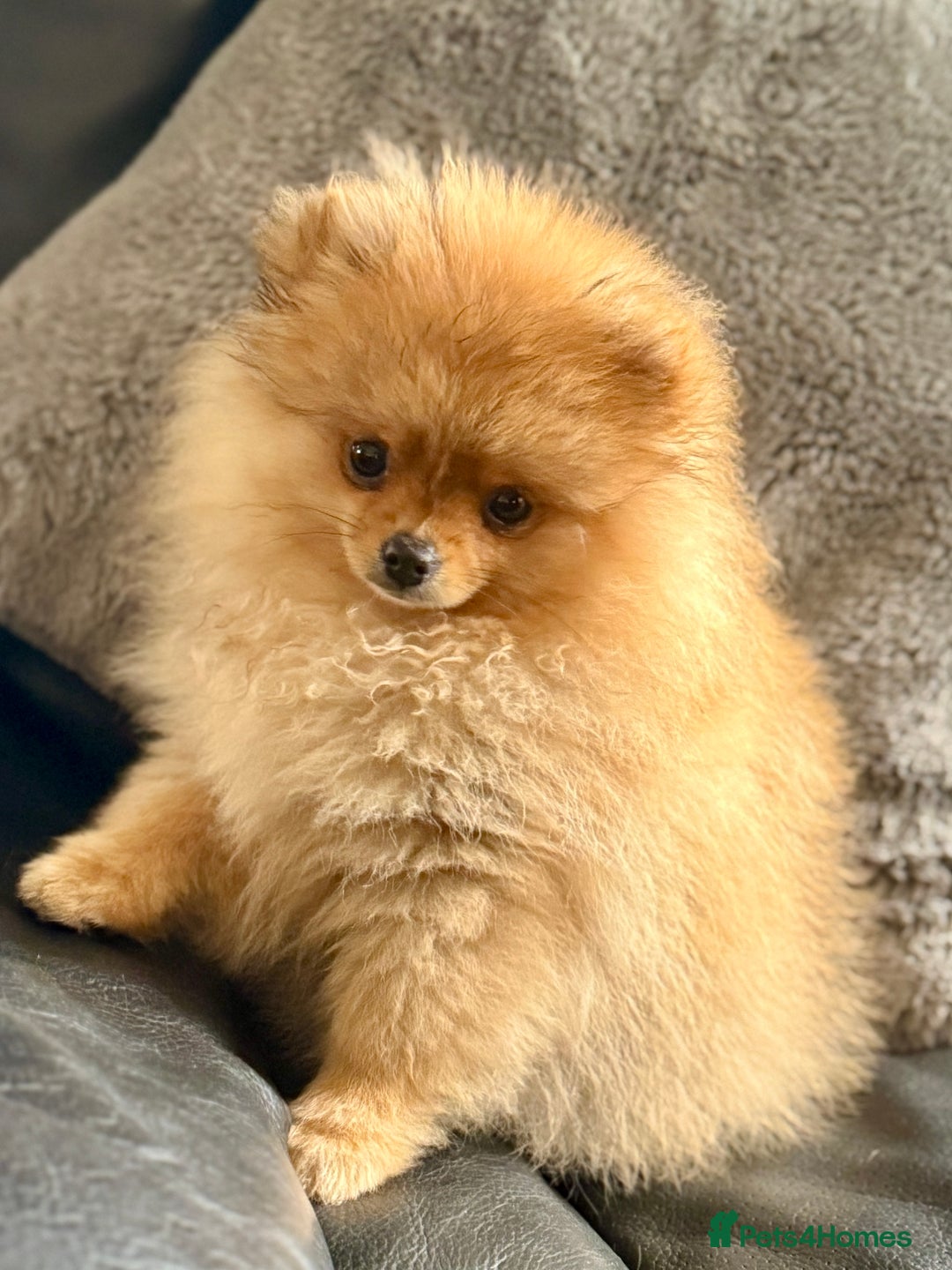 Pomeranian dogs for sale: The Super Sweet-Pea - Image 3