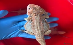 Bearded Dragon reptiles for sale: Baby bearded dragons  - Image 14