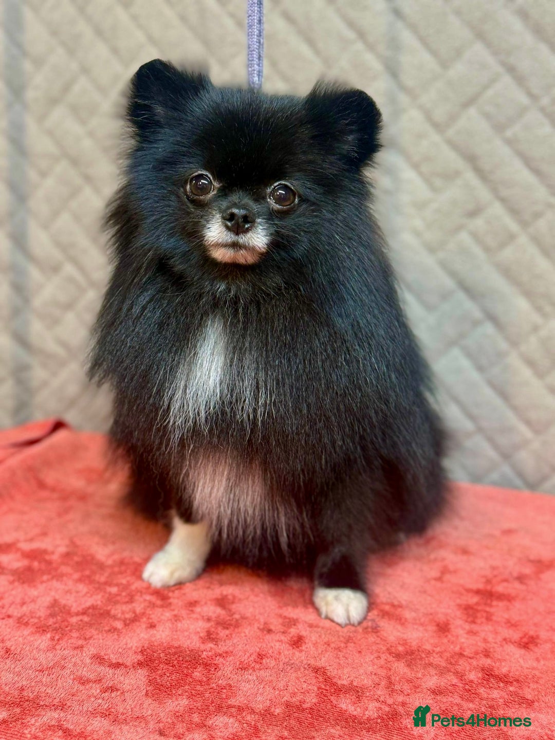 Pomeranian dogs for adoption: Missy: The Little Soul They Tried to Forget - Image 1