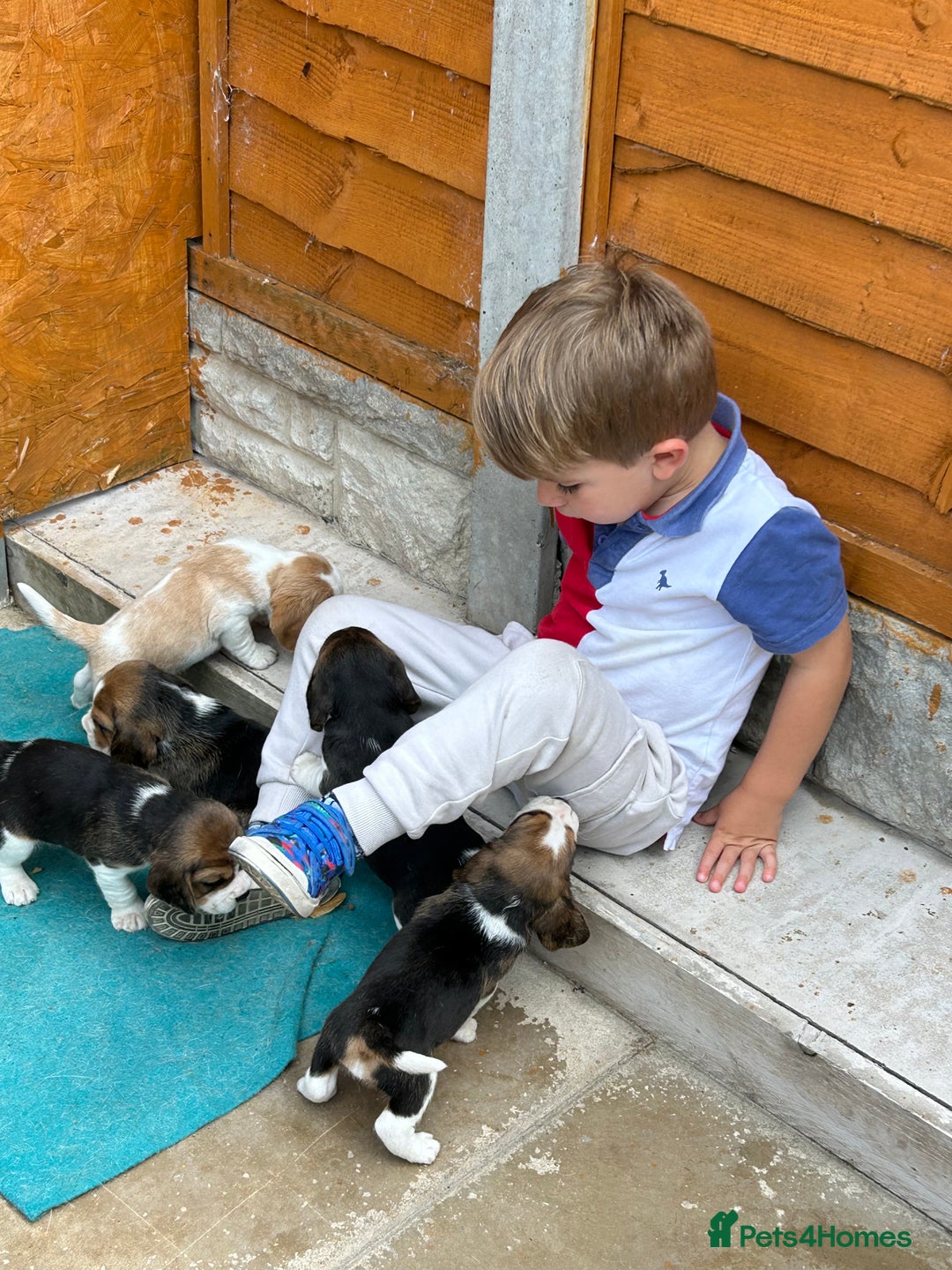 Beagle dogs for sale: Only 1 boy KC Registered Top Quality Beagle Puppy - Image 13