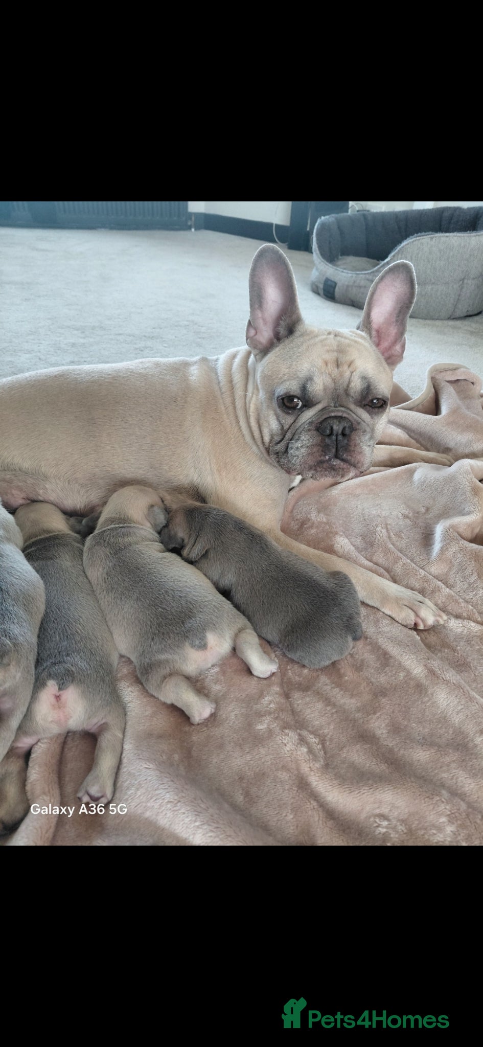 French Bulldog dogs Beautiful 5 generation pedigree puppies - Advert 1