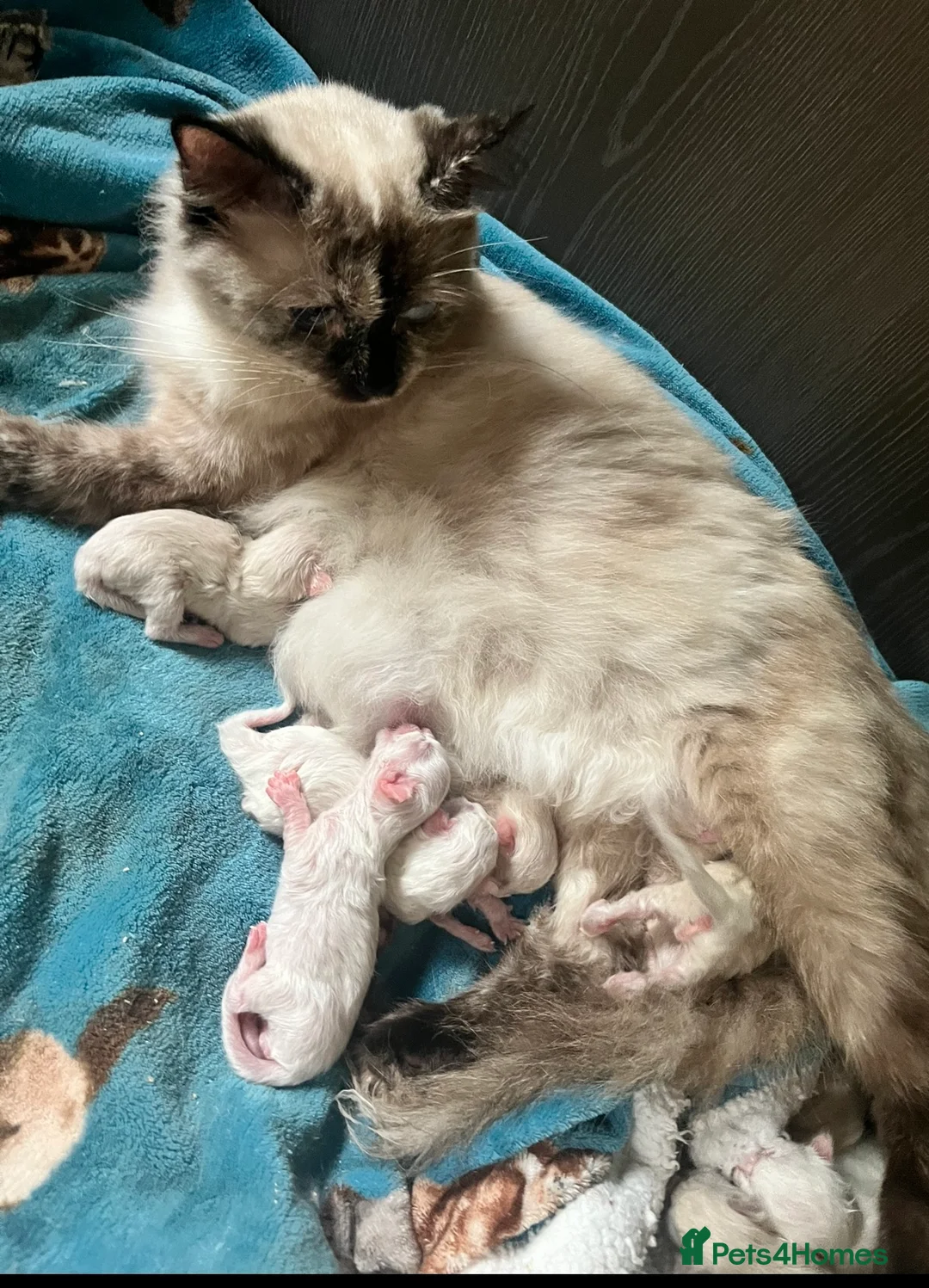 Ragdoll cats for sale: Stunning ragdoll kittens  - Advert 1