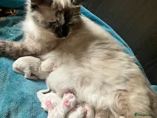 Ragdoll cats Stunning ragdoll kittens - Advert 8