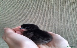 Chickens poultry for sale: Cream Legbar x Ayam Cemani Mixed Sex Chicks  - Image 4