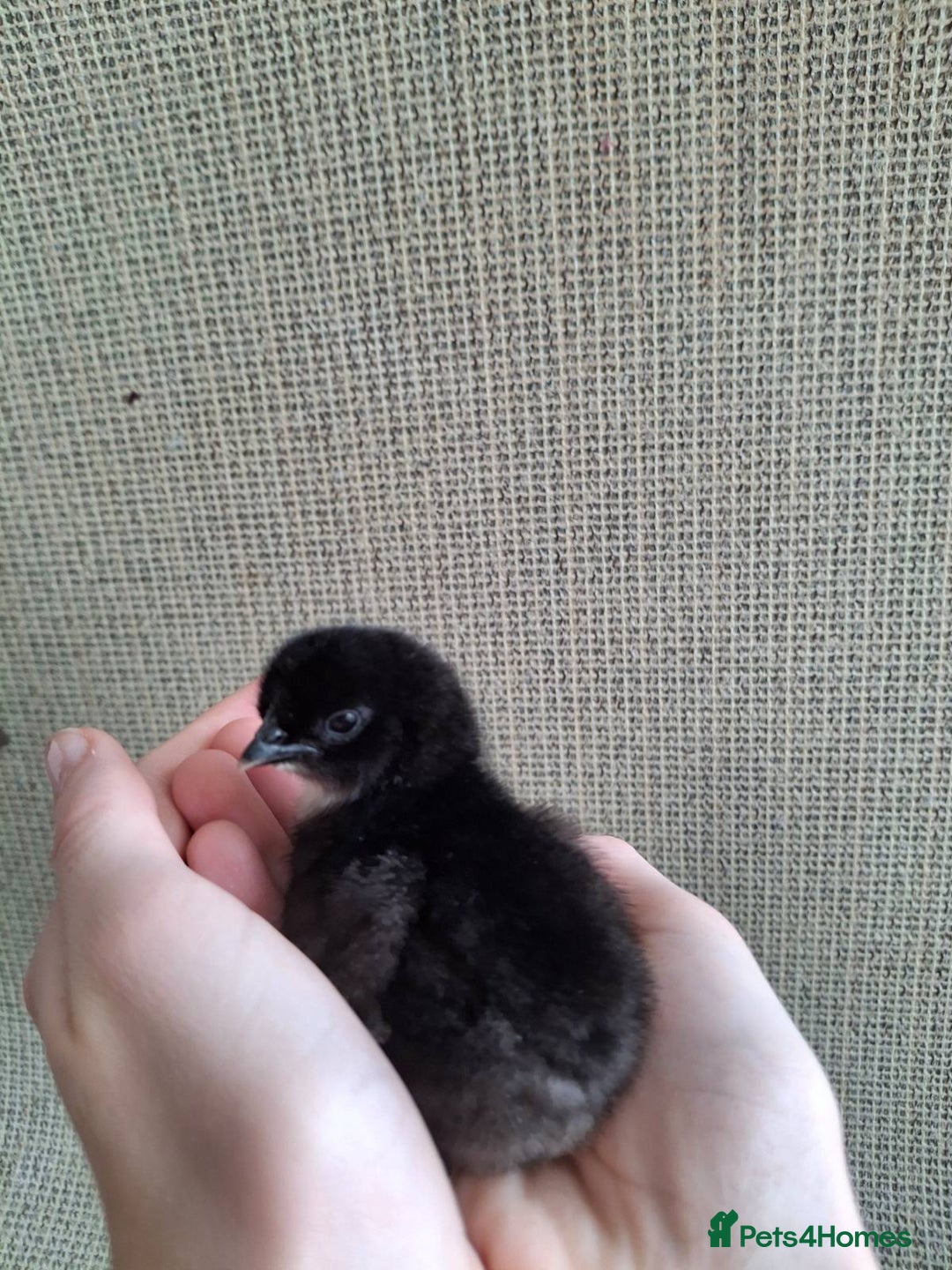 Chickens poultry for sale: Cream Legbar x Ayam Cemani Mixed Sex Chicks  - Image 4