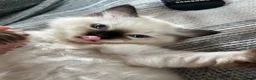 Ragdoll cats for sale: 🏆 champion bloodline pedigree pure ragdoll kitten - Advert 2