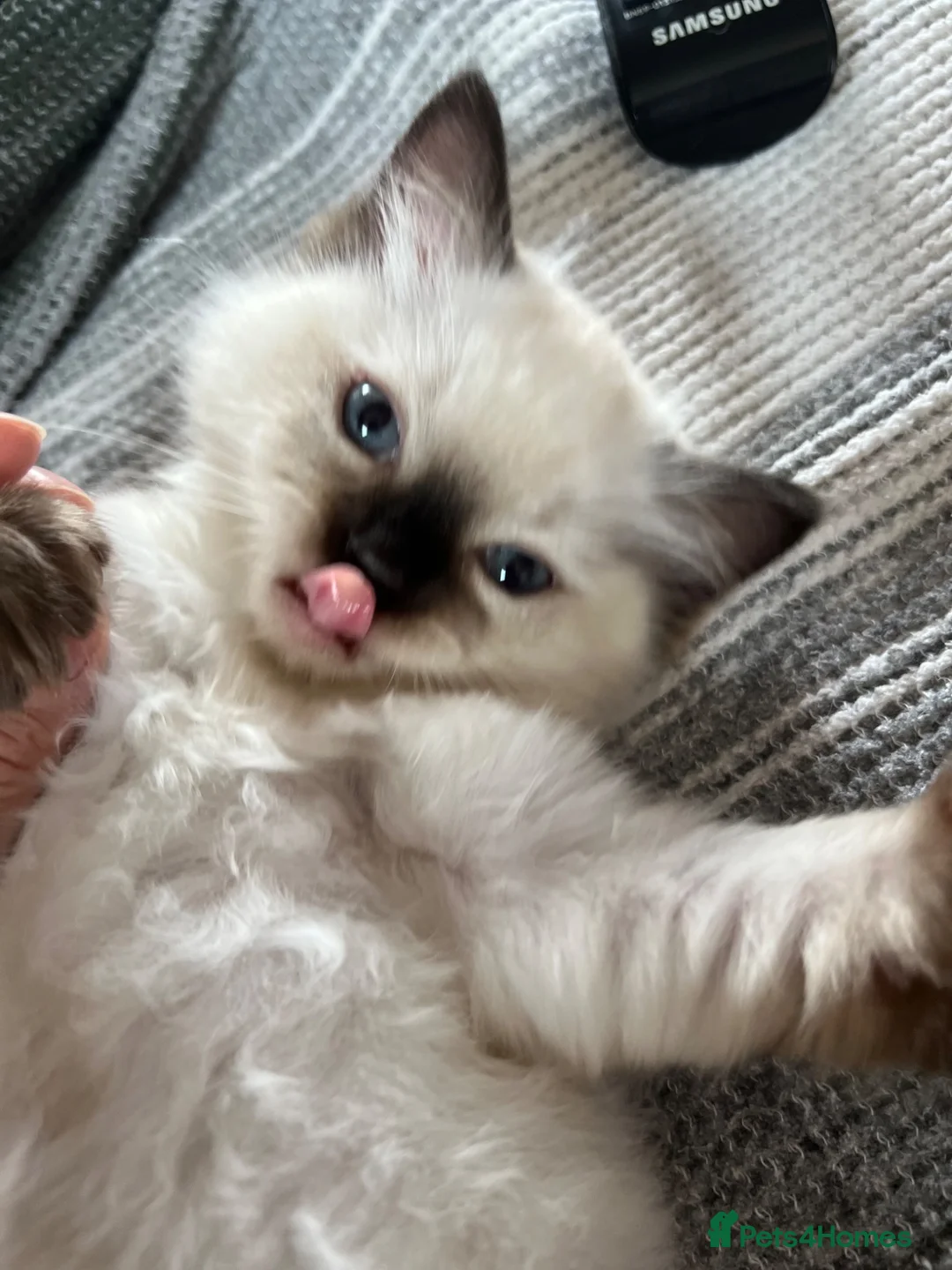 Ragdoll cats for sale: 🏆 champion bloodline pedigree pure ragdoll kitten - Advert 2