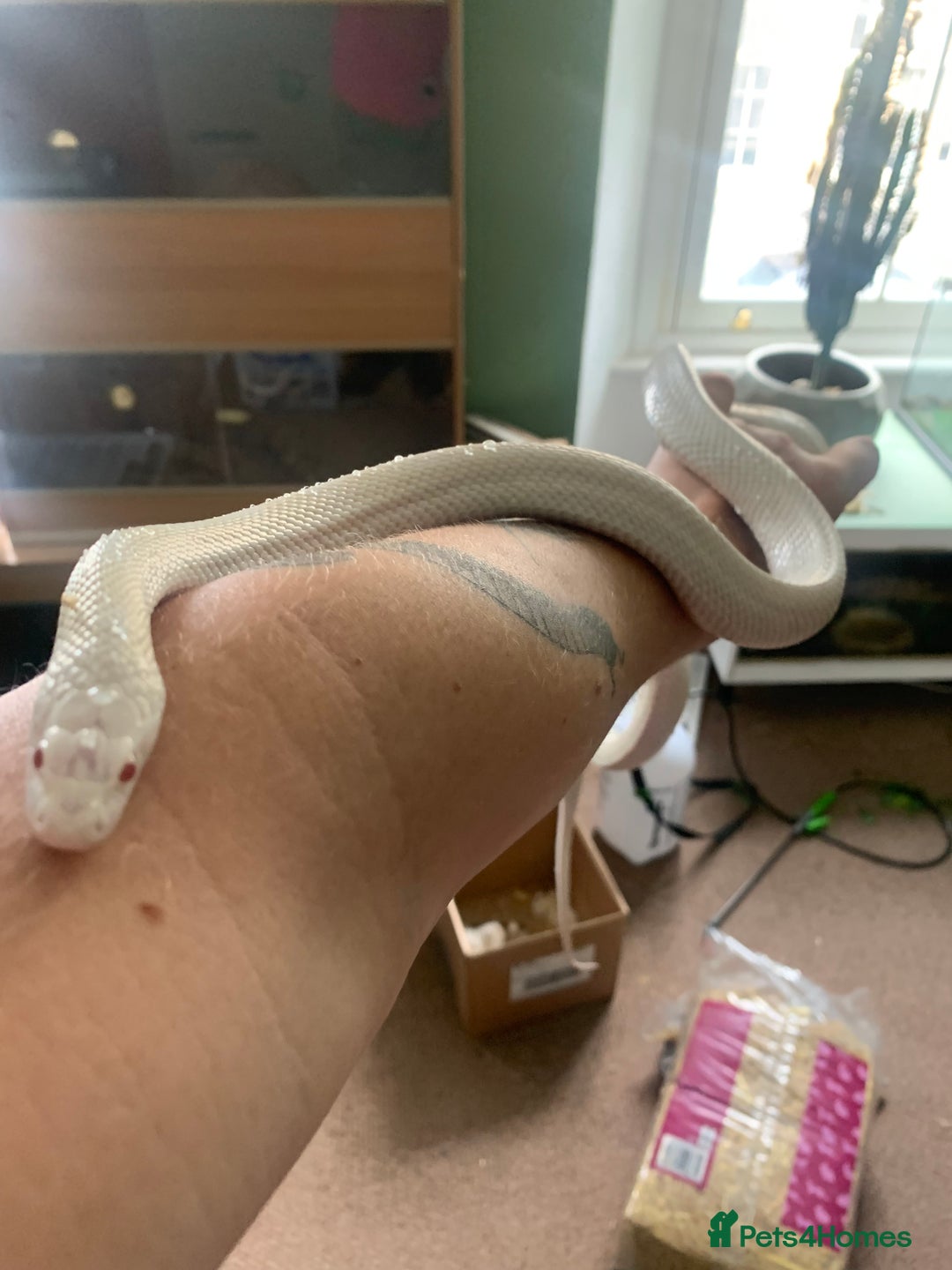 Leopard Gecko reptiles for sale: Reptiles - Image 4
