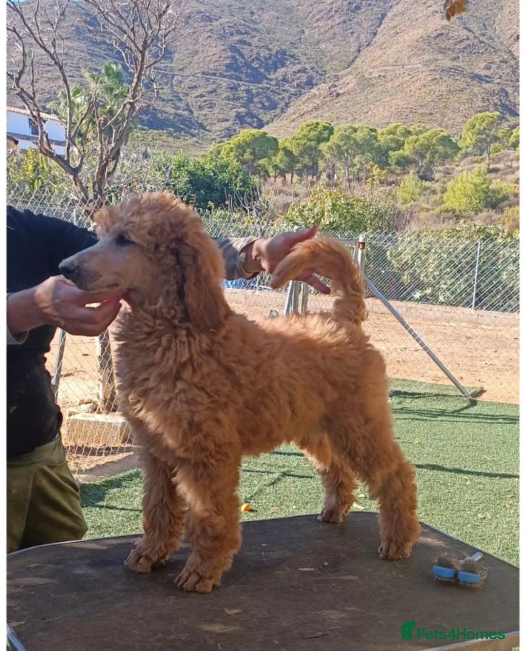 Standard Poodle dogs for stud: STANDARD POODLE STUD  in Falmouth - Advert 7