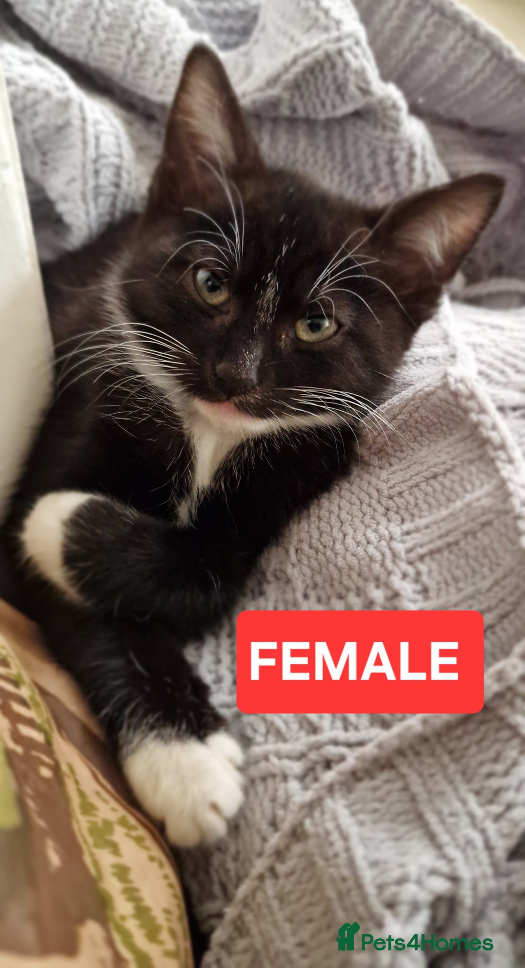 Mixed Breed cats for sale: Lovely Kittens  - Advert 2