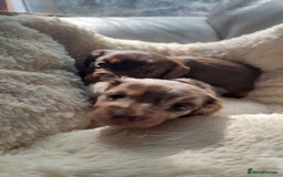 Miniature Dachshund dogs for sale: Fantastic long haired miniature dachshund - Image 9