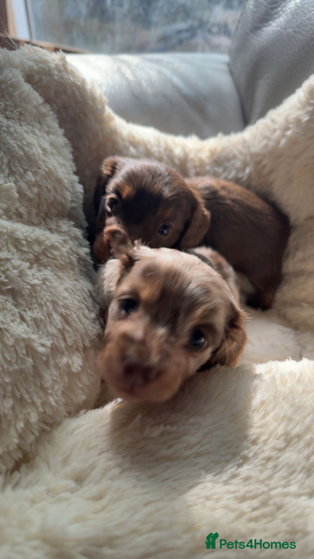 Miniature Dachshund dogs for sale: Fantastic long haired miniature dachshund - Image 9