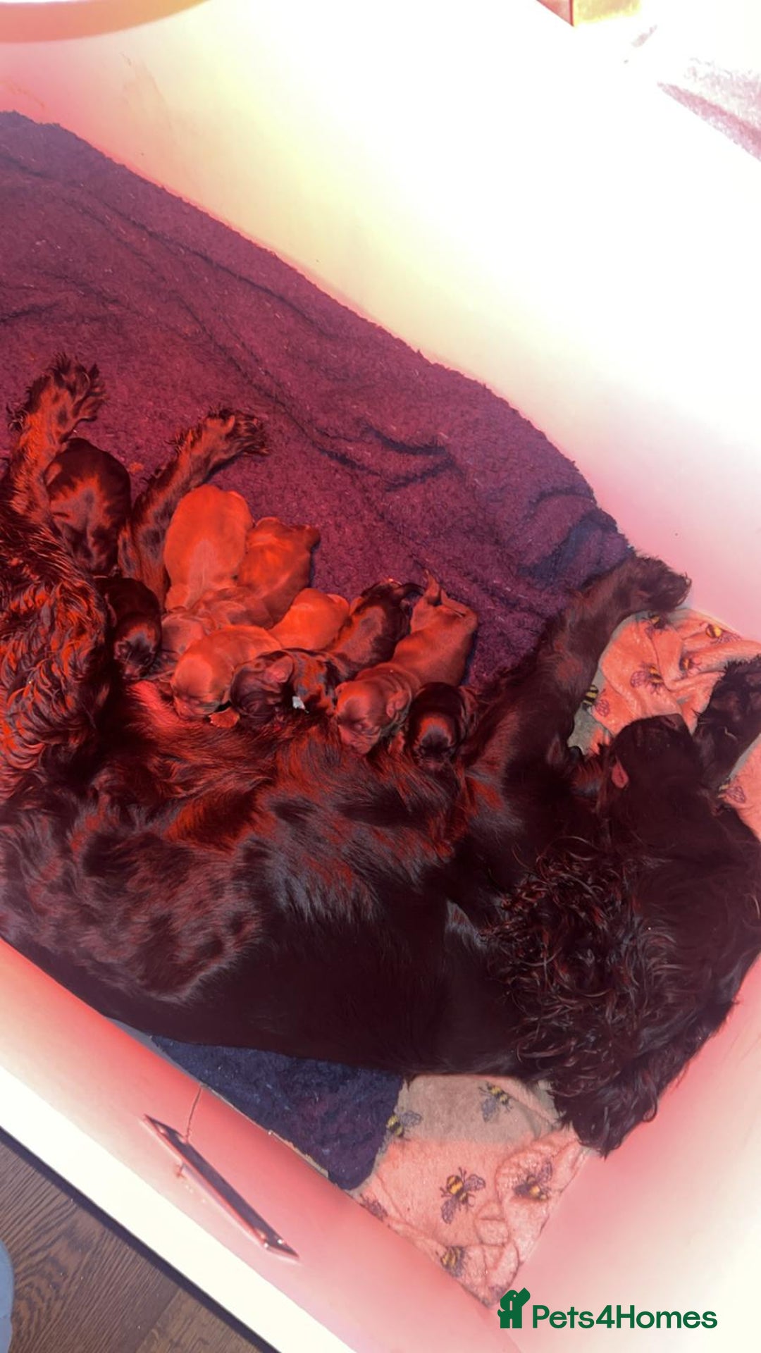 Sprocker dogs for sale: Sprocker spaniel pup - Image 6