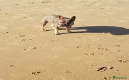 French Bulldog dogs for sale: Beautiful Luna needs a new home - Image 10