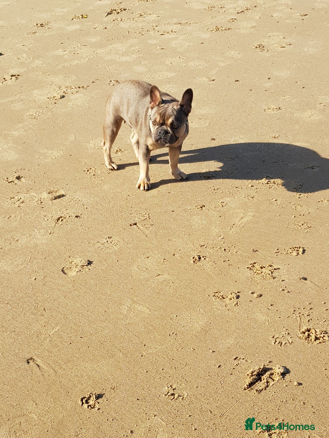 French Bulldog dogs for sale: Beautiful Luna needs a new home - Image 10