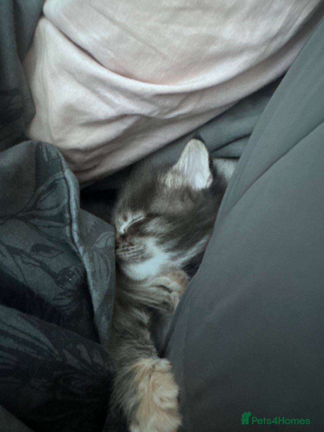 Maine Coon cats for sale: Mainecoon little lady ready for new home - Advert 22