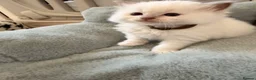 Ragdoll cats for sale: Exquisite Ragdoll litter   - Advert 2
