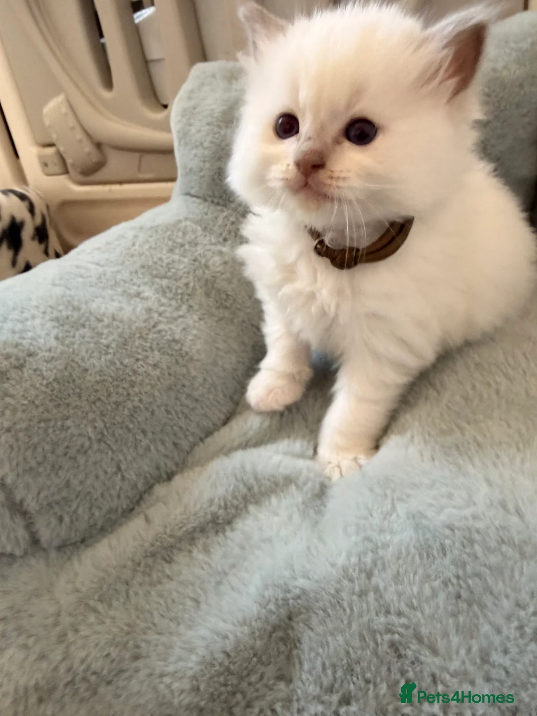 Ragdoll cats for sale: Exquisite Ragdoll litter   - Advert 2