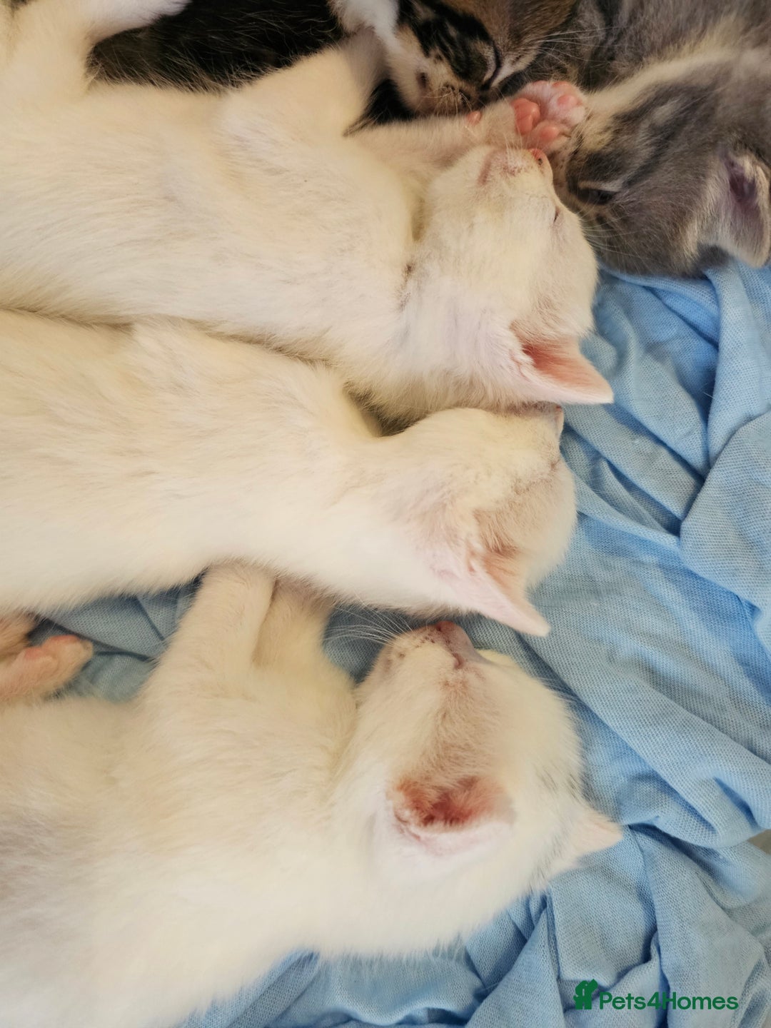 Mixed Breed cats for sale: Kittens Available to Reserve - Image 32