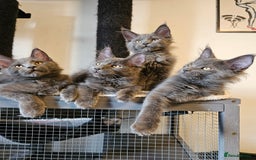 Maine Coon cats for sale: 🔥*Stunning Litter of 8💎Solid Blue Maine Coon*🔥  - Image 16