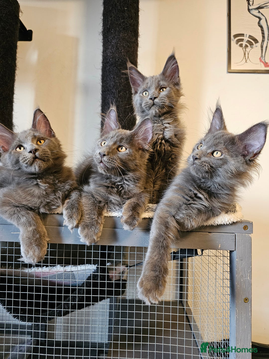 Maine Coon cats for sale: 🔥*Stunning Litter of 8💎Solid Blue Maine Coon*🔥  - Image 16