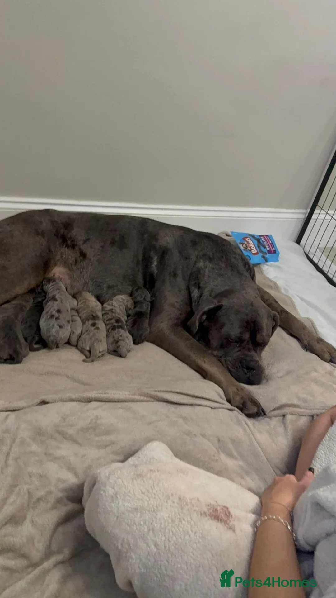 Mixed Breed dogs for sale: Puppies Ready to go!  - Advert 2