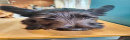 Skye Terrier dogs for sale: Skye terrier girl - Advert 5