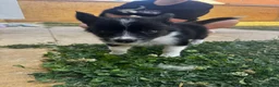 Border Collie dogs for sale: 2 Beautiful collies left ready to leave - Advert 13