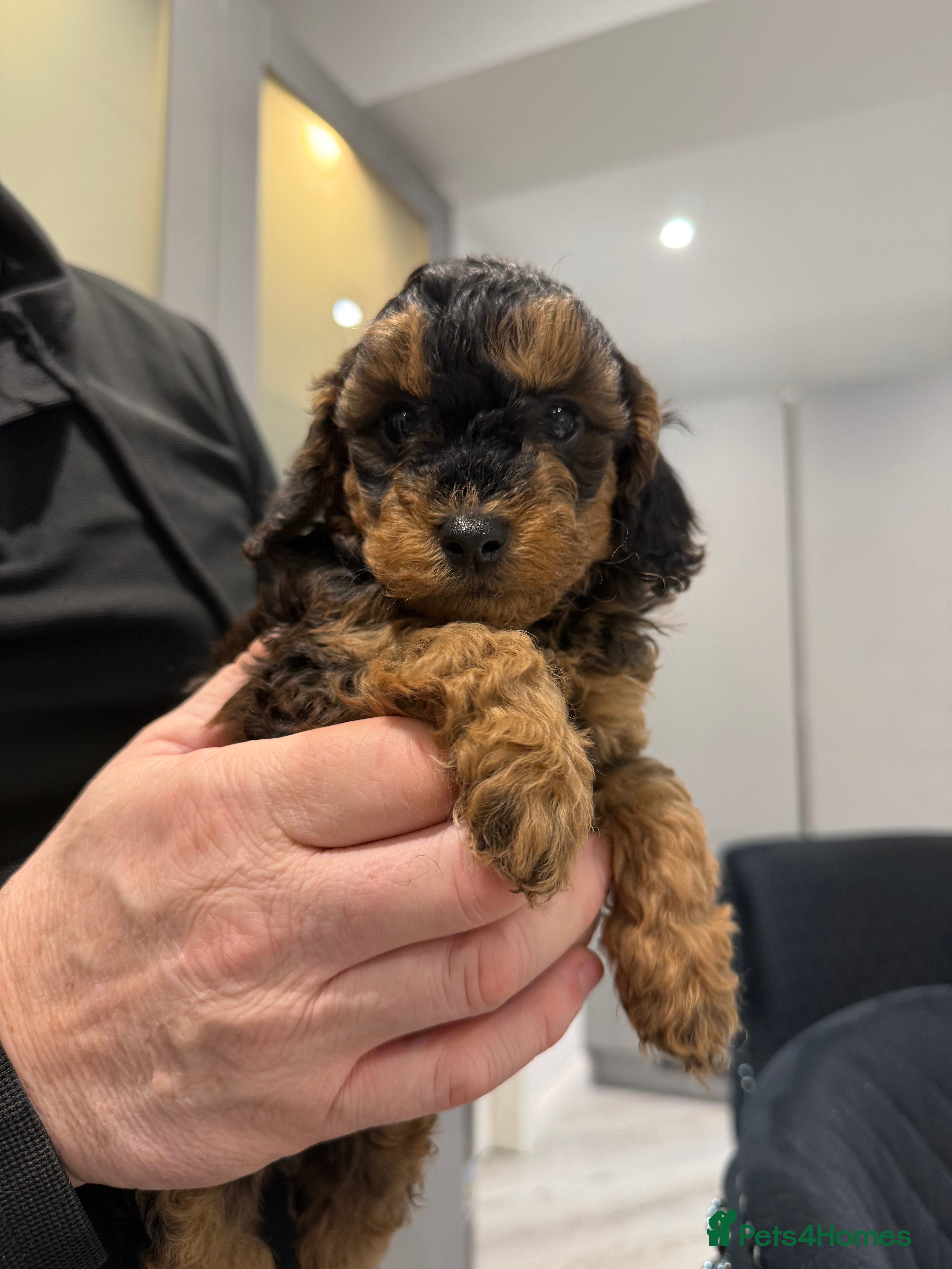 Cockapoo dogs Beautiful Cockapoo’s puppies for sale  - Advert 10