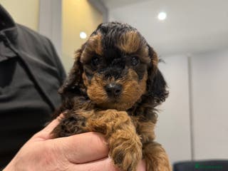 Cockapoo dogs Beautiful Cockapoo’s puppies for sale - Advert 14