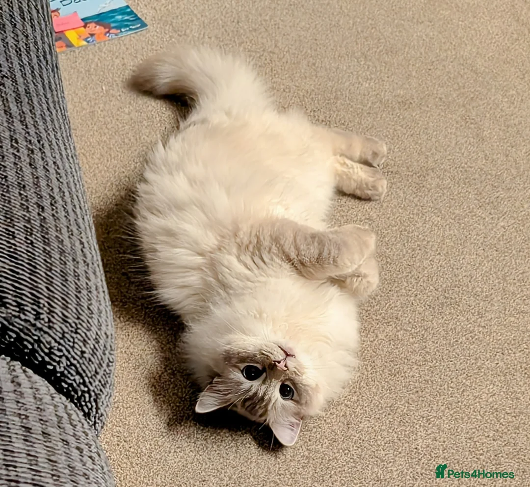 Ragdoll cats for sale: Lynx Point Ragdoll Male - Advert 3