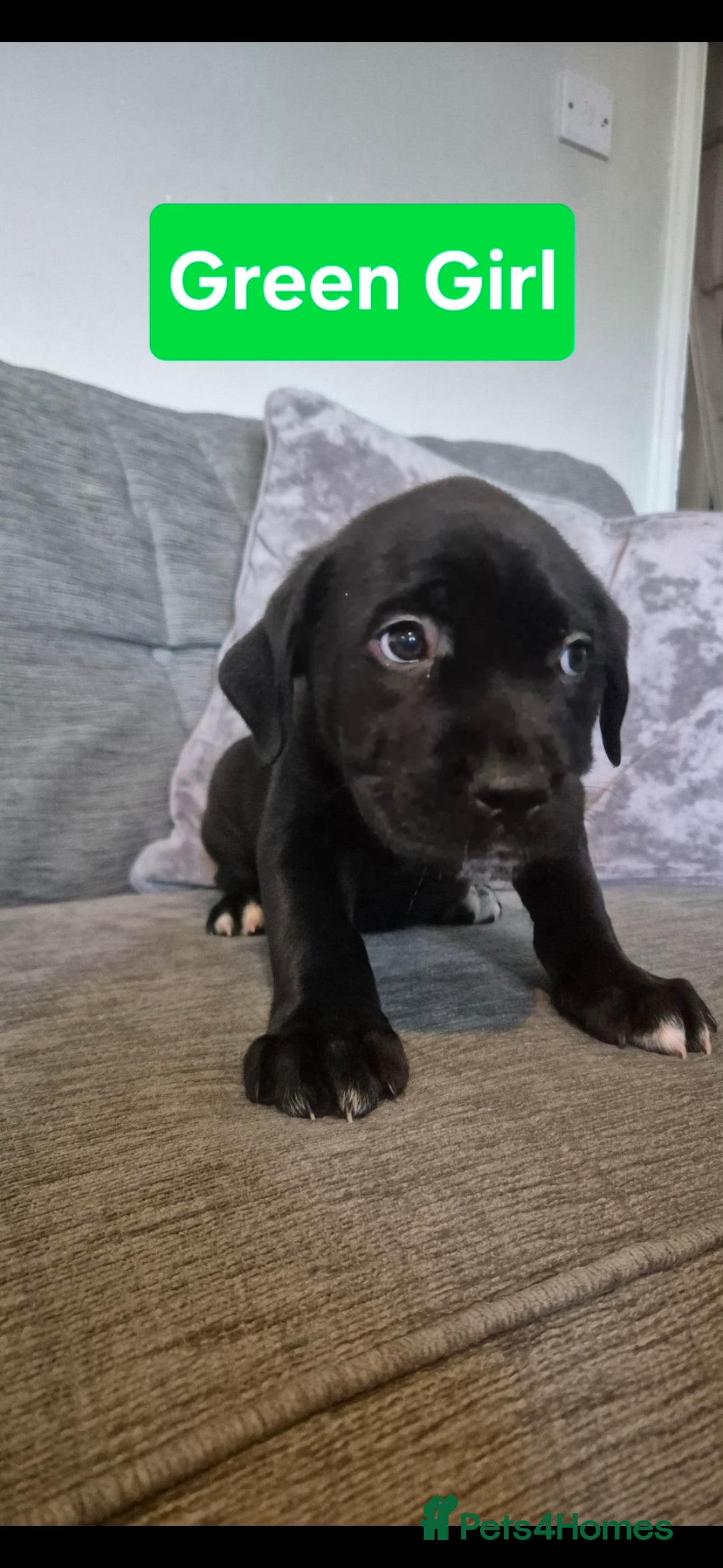 Cane Corso dogs for sale: Ready for new homes, cane corsos.  - Advert 17