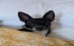 Mixed Breed dogs for sale: Italian Greyhound / Min Pin Mix - 1 Year Old Boy - Image 1