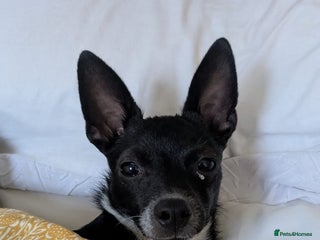 Mixed Breed dogs for sale - Advert 1