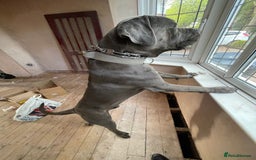 Cane Corso dogs for sale: Kylo  - Image 2