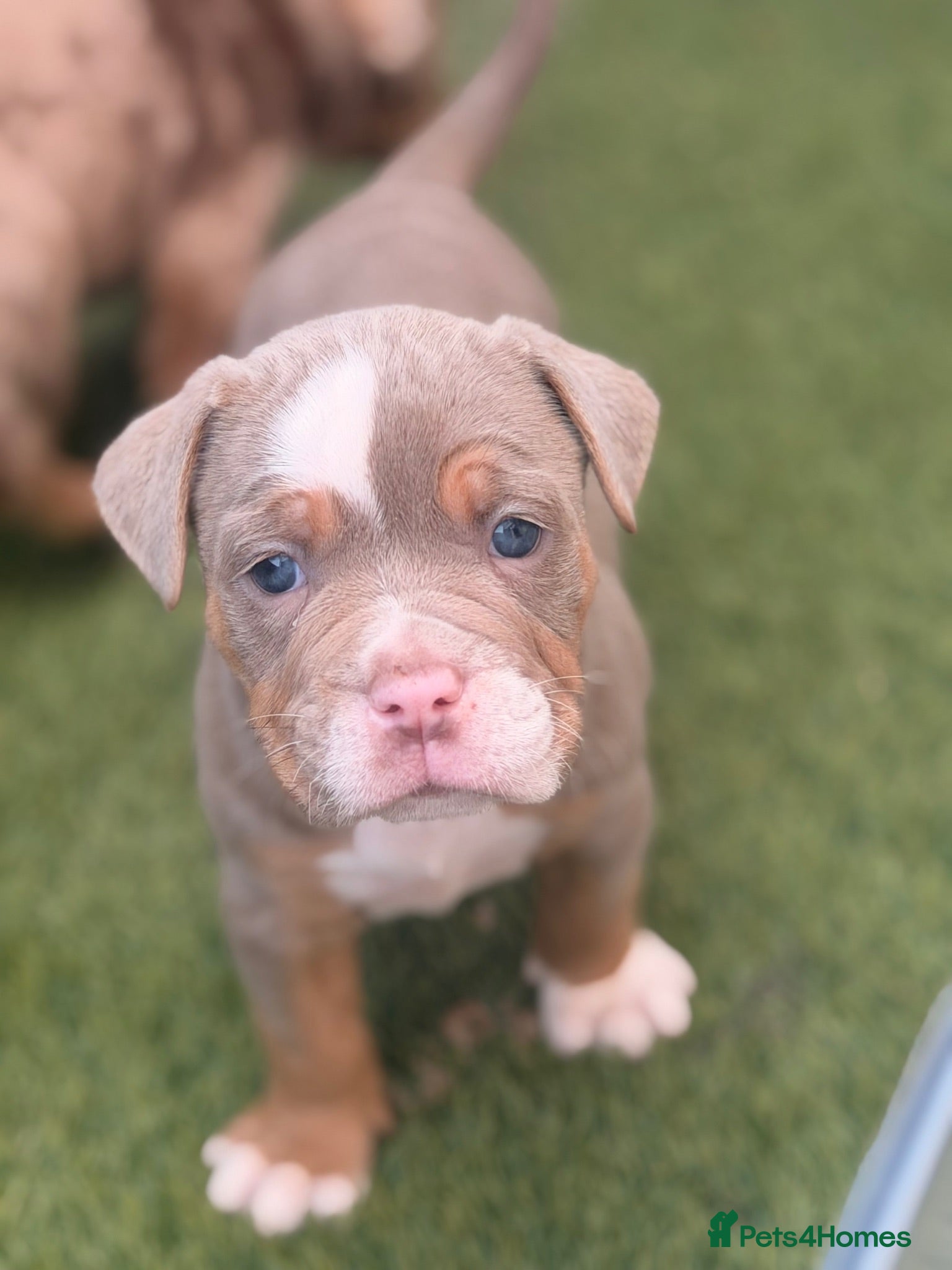 Olde English Bulldogge dogs Stunning puppies - Advert 13